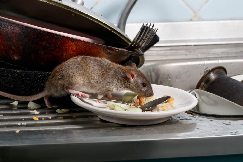 Rat Removal Services in London ​