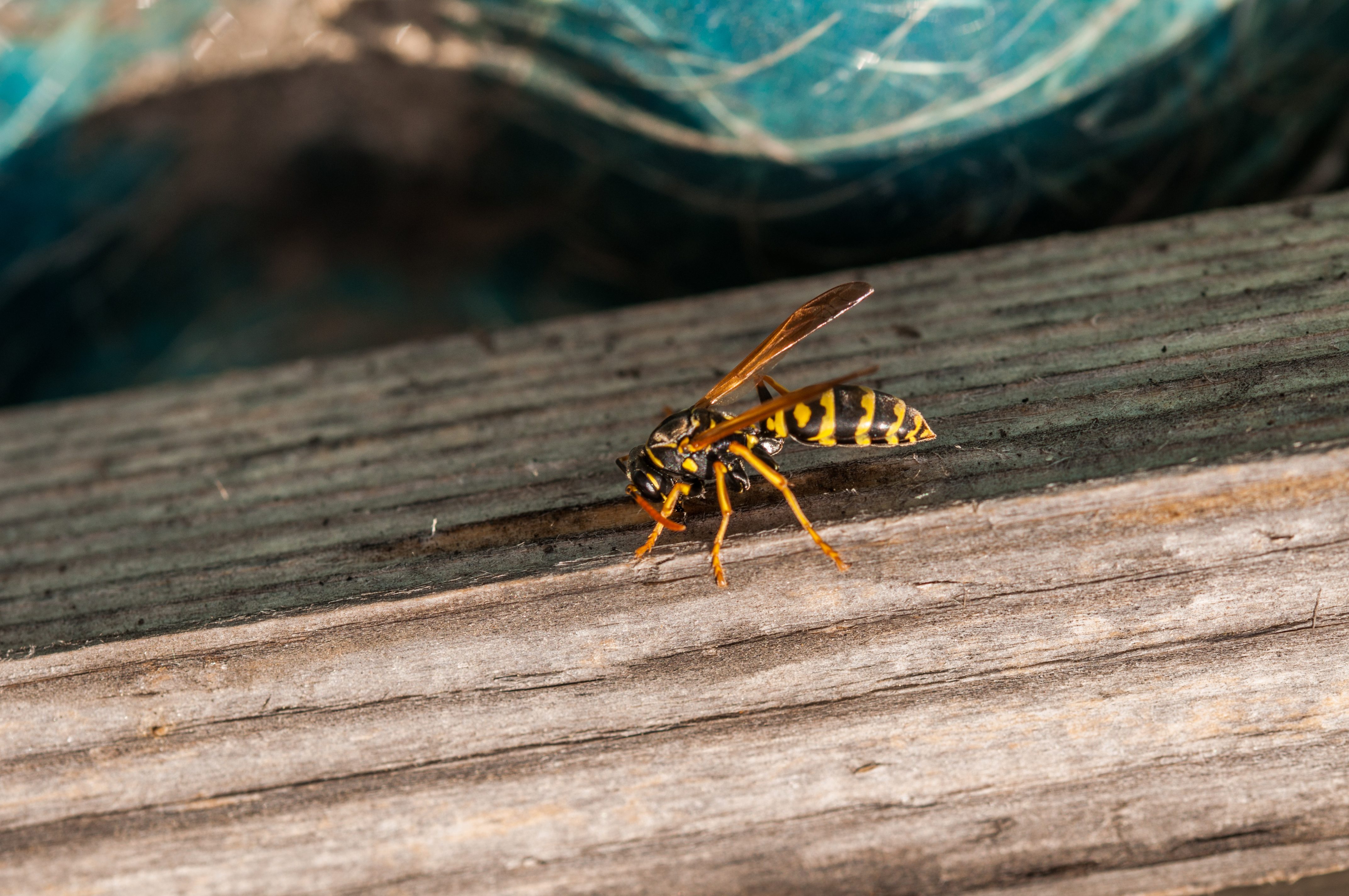 How to Get Rid of Wasps