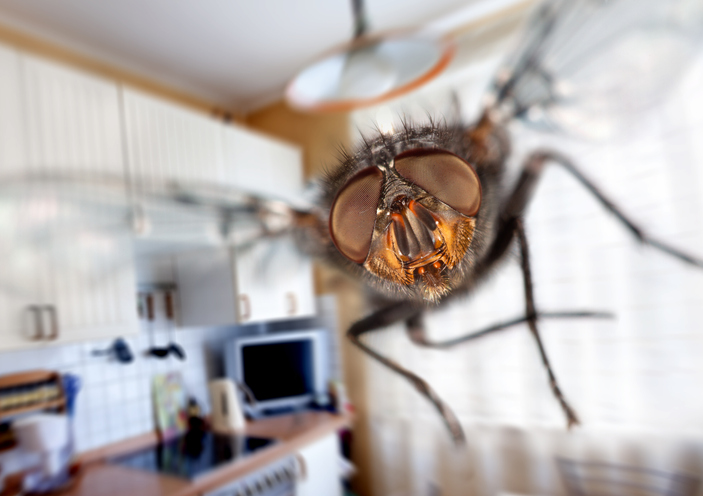 How To Solve House Fly Issues