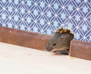 Tips for Dealing with Indoor Mice