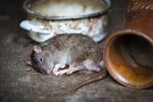 The Surge in Indoor Migration of Rats and Mice for Warmth and Cockroaches and Bed Bugs Being Present All Year