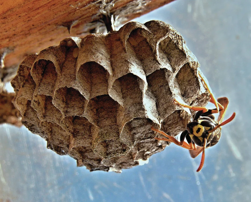 The Complete Guide to Getting Rid of Wasps Nests In Your Home