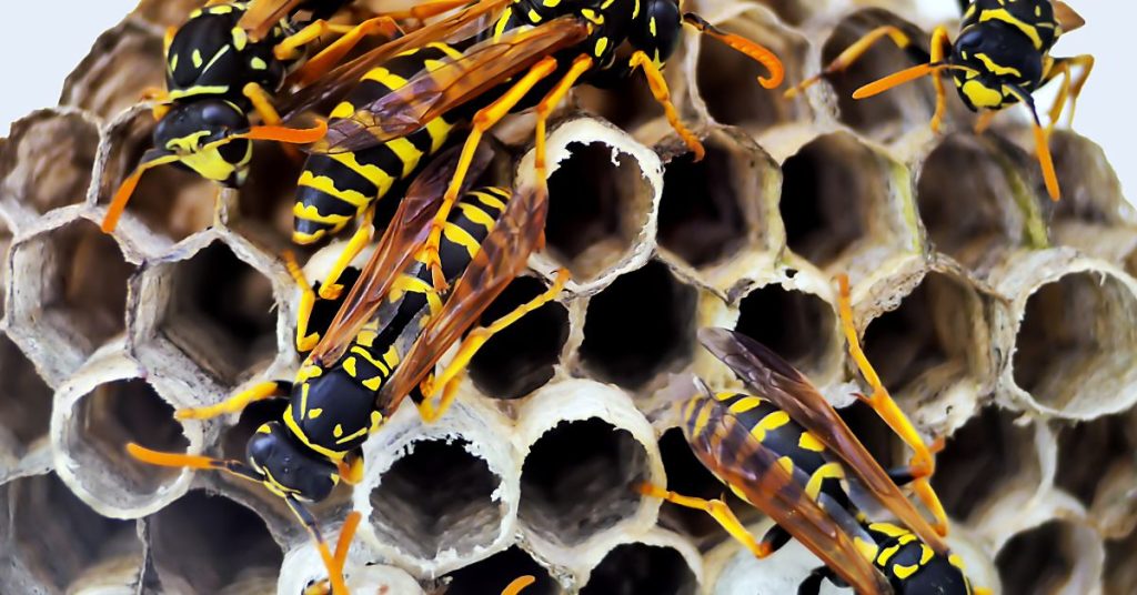 The advantages of choosing a reputable wasp nest removal business