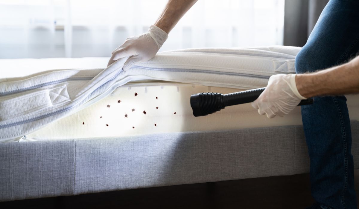 All About Bed Bug Treatment