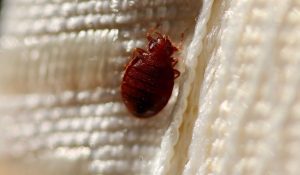 Quick Solutions to Bed Bug Problems